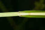 Blunt broom sedge